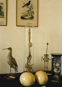 Collezione zoologica